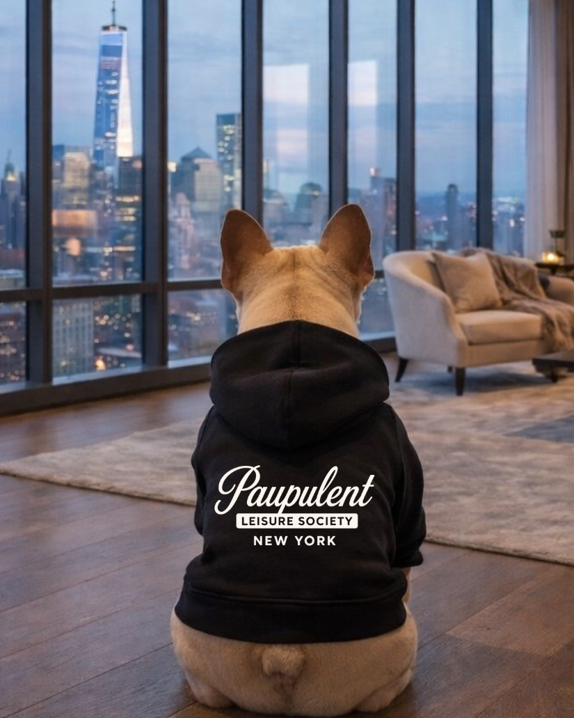 Dog wearing a hoodie with 'Paupulent' branding in a room with large windows showing a cityscape.